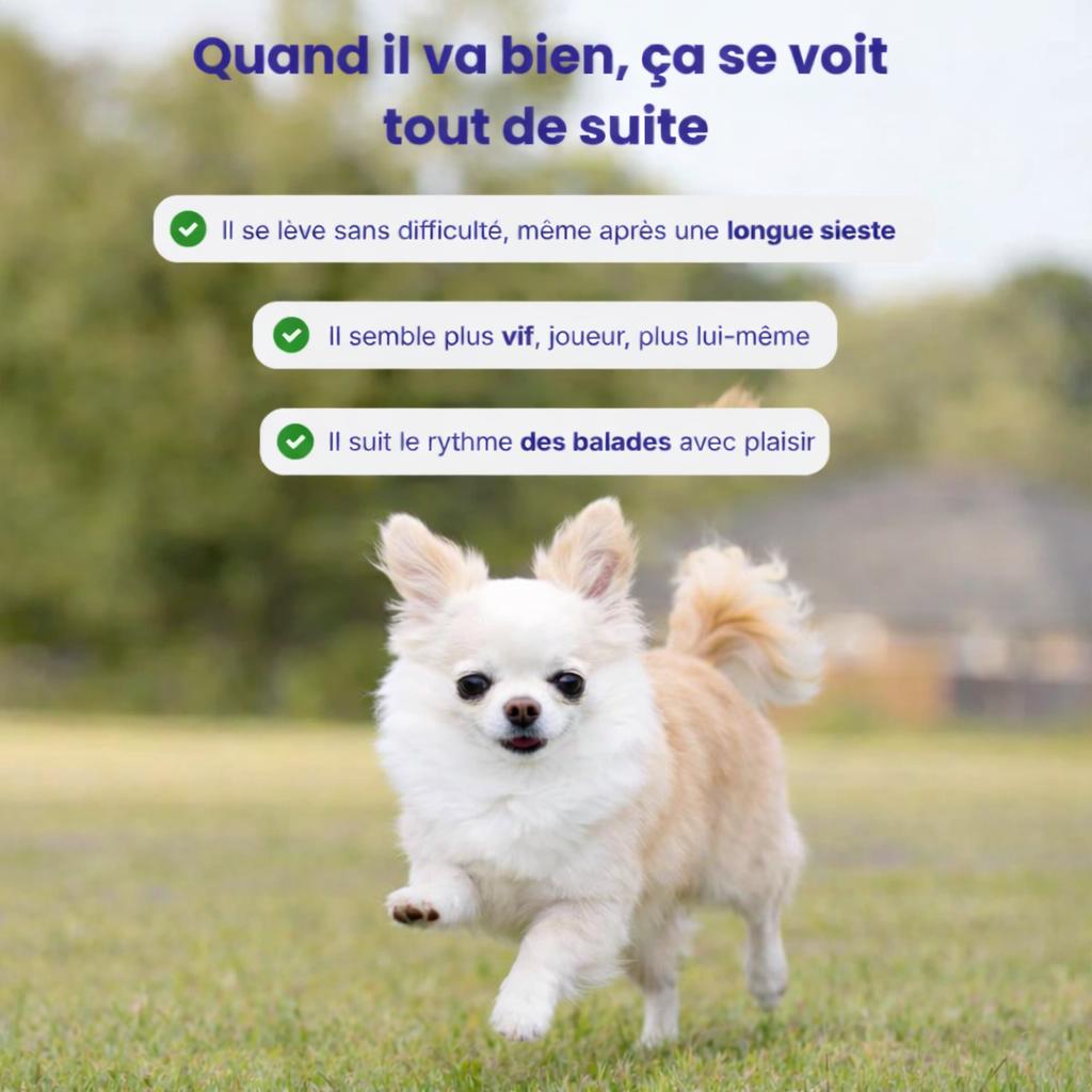 MonChienSain Articulavie - Complément Articulaire au Collagène pour Chiens